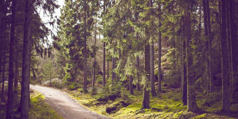 云原生网络革命:深度解析Service Mesh与Istio实战指南